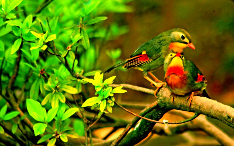 Two Birds on a Branch — Green, Serene, Photograph