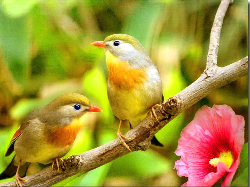 Two Birds on a Branch — Green, Serene, Spring, Photograph