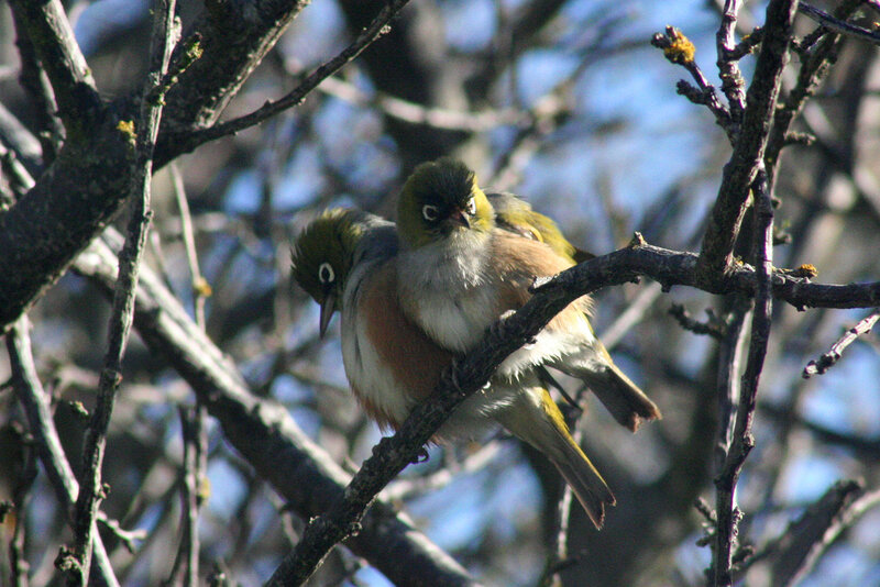 Two Birds on a Branch — Green