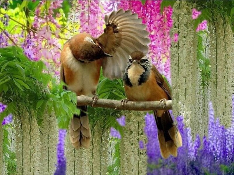 Two Birds on a Branch — Purple, Serene, Spring