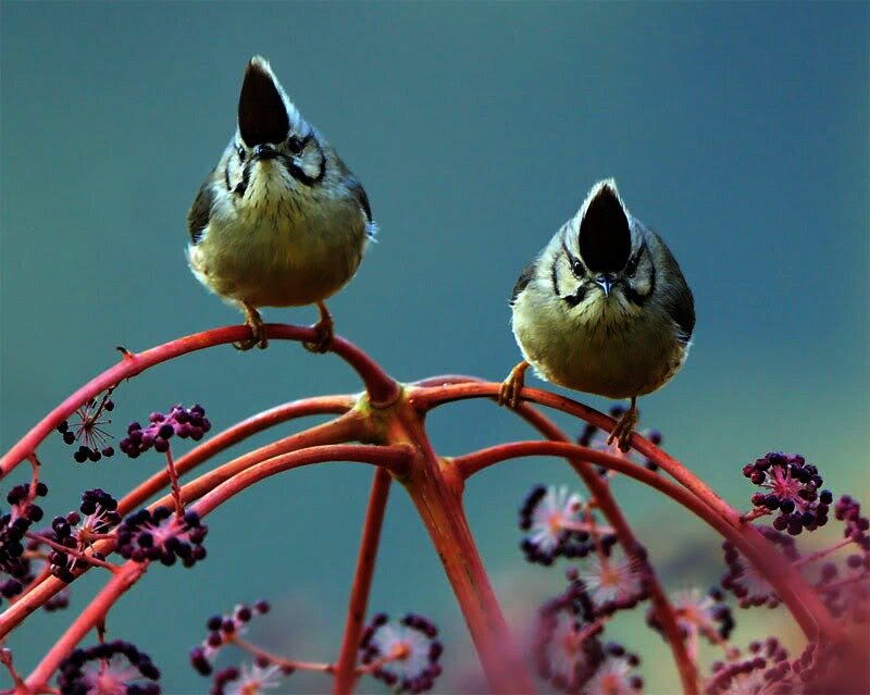 Two Birds on a Branch — Red