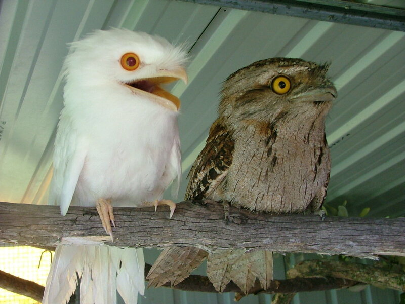 Two Birds on a Branch — White, Neutral, Photograph