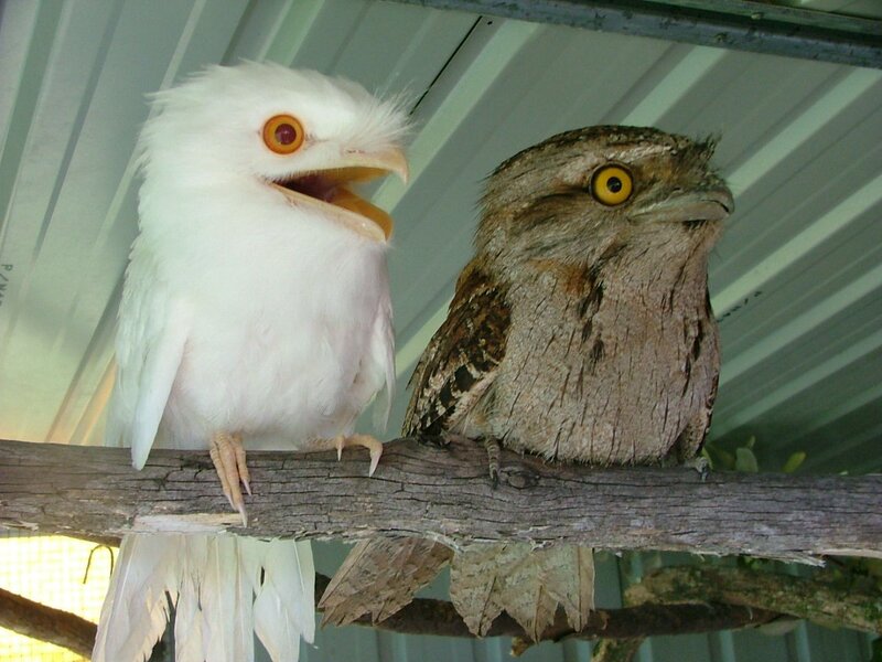 Two Birds on a Branch — White, Neutral