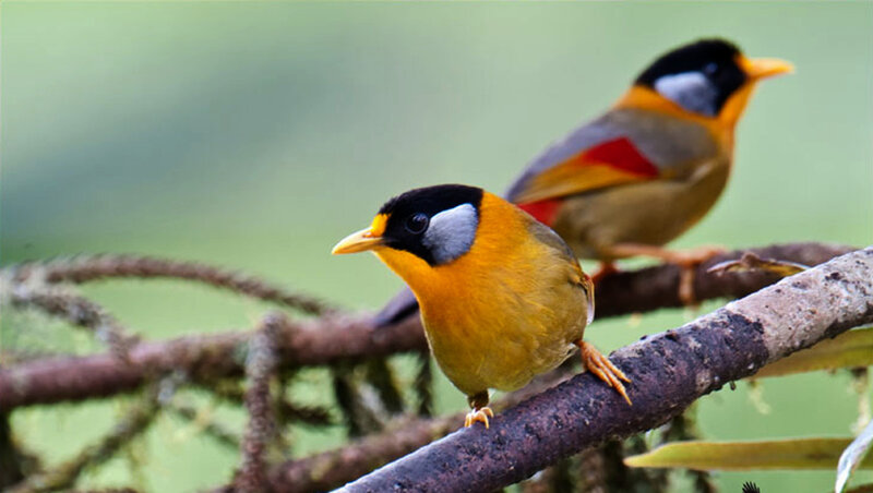 Two Birds on a Branch — Yellow, Calm