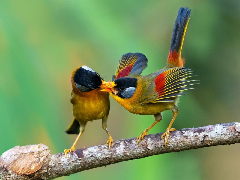 Two Birds on a Branch — Yellow, Natural, Photograph