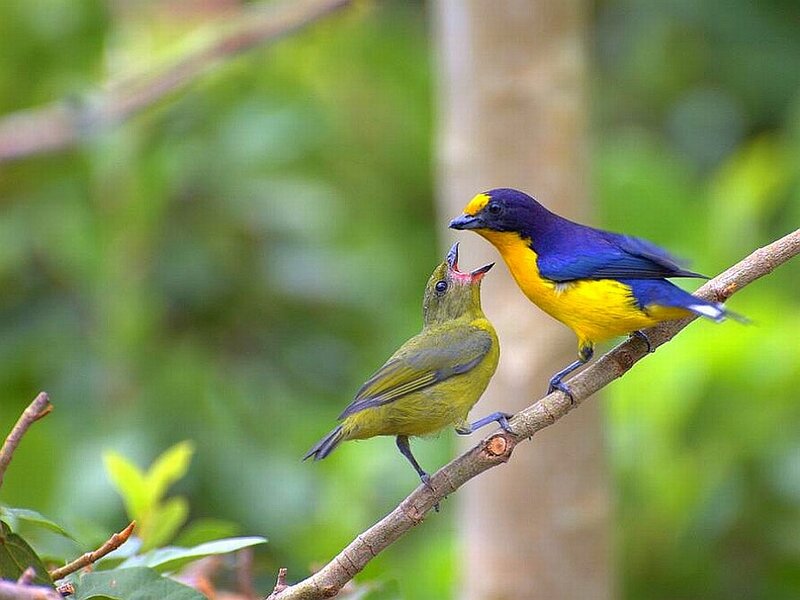 Two Birds on a Branch — Yellow, Natural