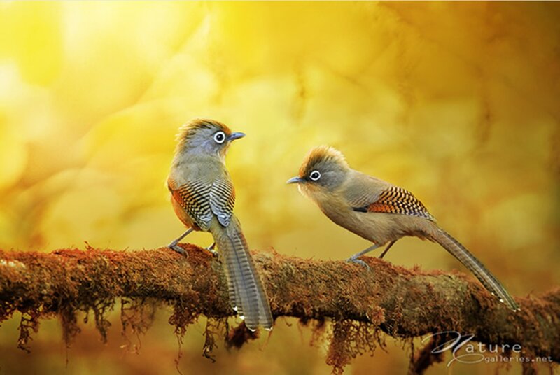 Two Birds on a Branch — Yellow, Serene, Sunset