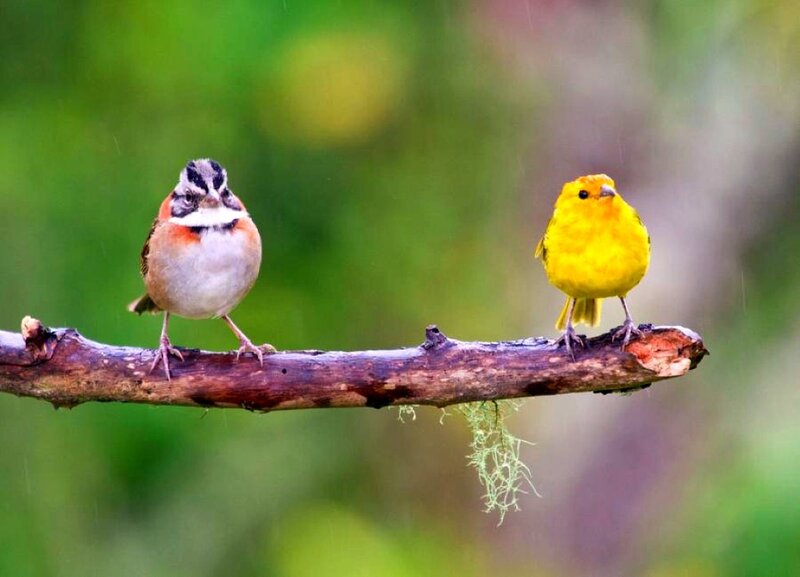 Two Birds on a Branch — Yellow