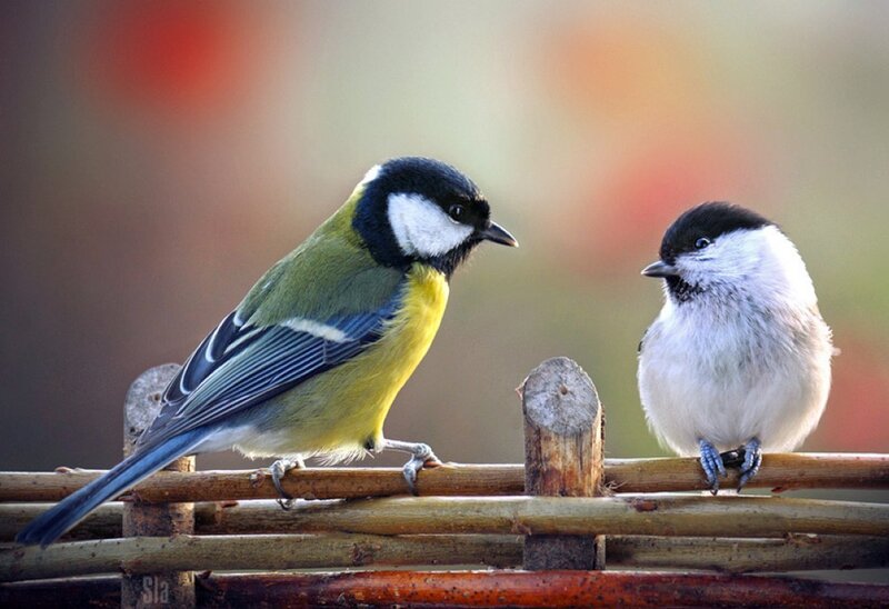 Two Birds on a Fence — Green