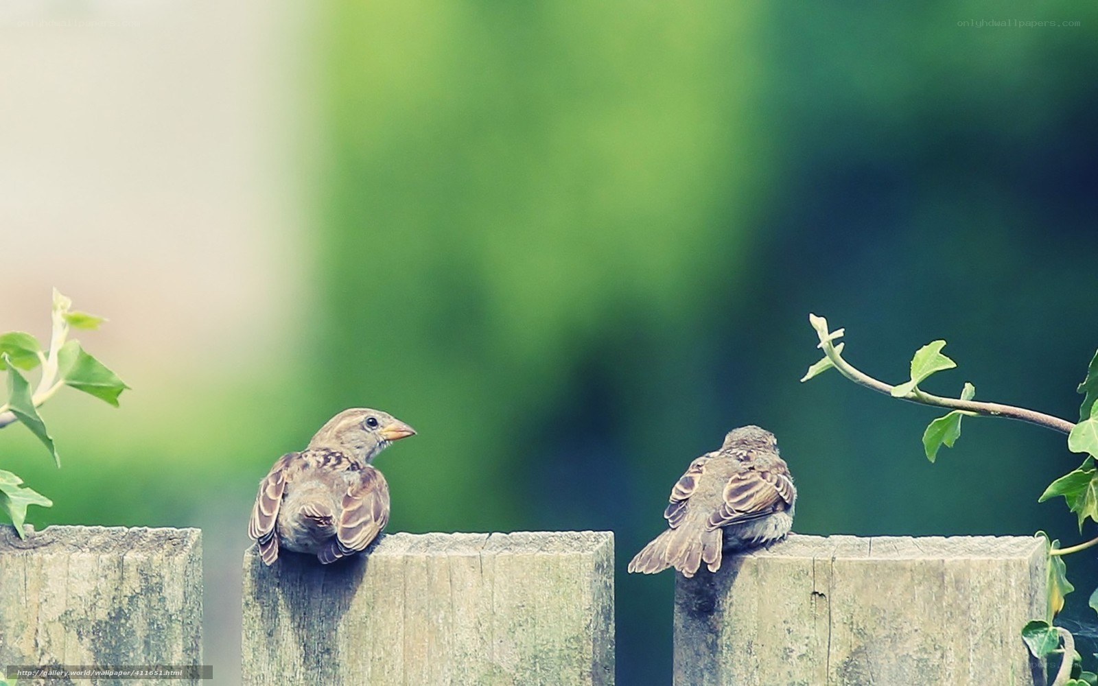 two birds on a fence