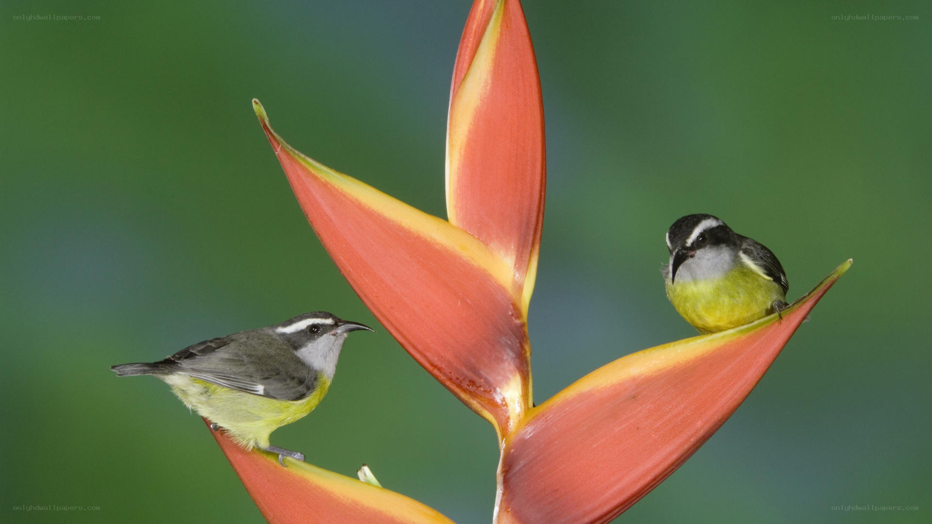 Two birds on a flower