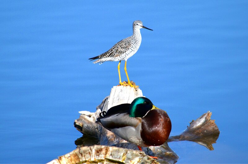 Two Birds on a Log — Blue