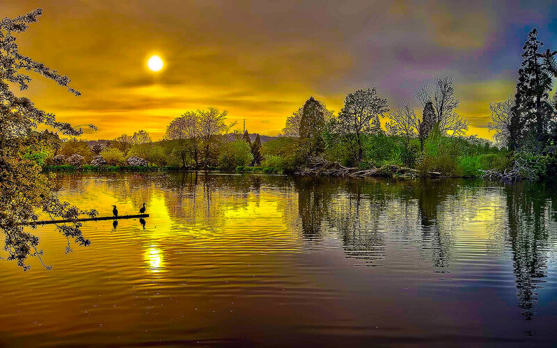 Two Birds on a Log — Yellow, Serene, Sunset