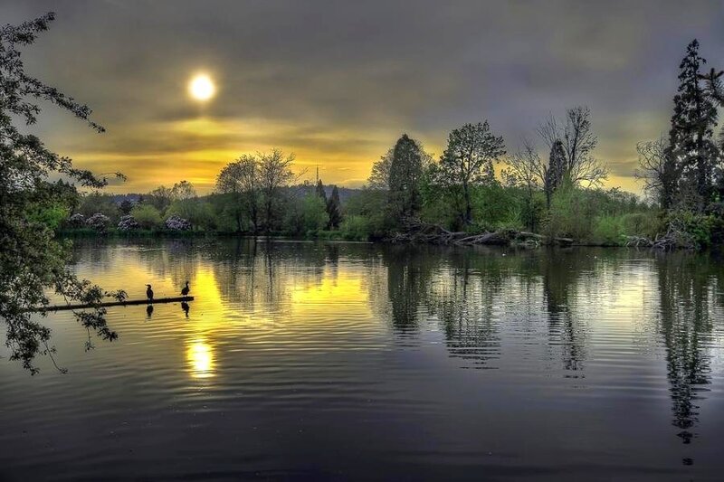 Two Birds on a Log — Yellow, Serene