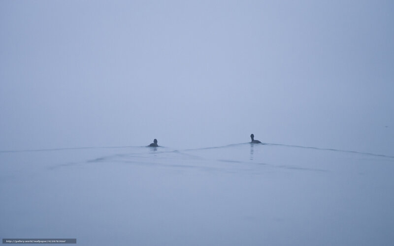 Two birds on a misty lake