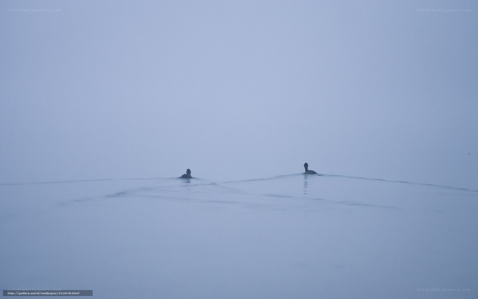 Two birds on a misty lake