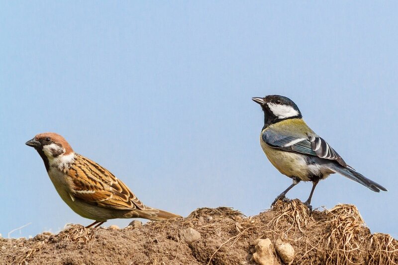 Two birds on a mound