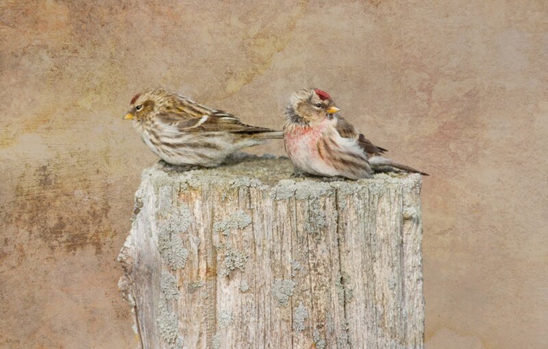 Two Birds on a Post — Brown