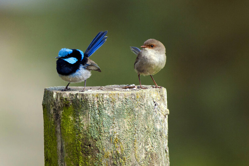 Two Birds on a Post