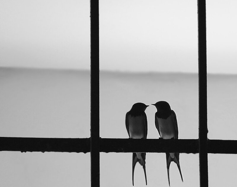Two Birds on a Railing