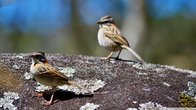 Two Birds on a Rock — Brown