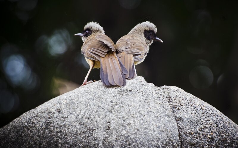 Two Birds on a Rock
