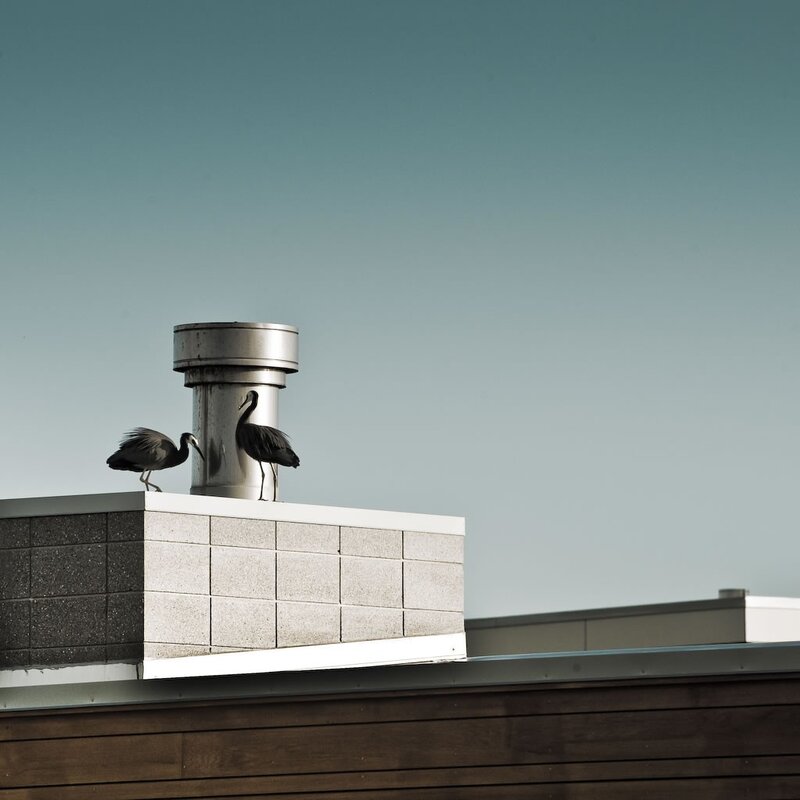 Two birds on a rooftop