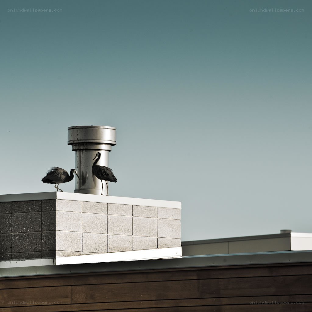 Two birds on a rooftop