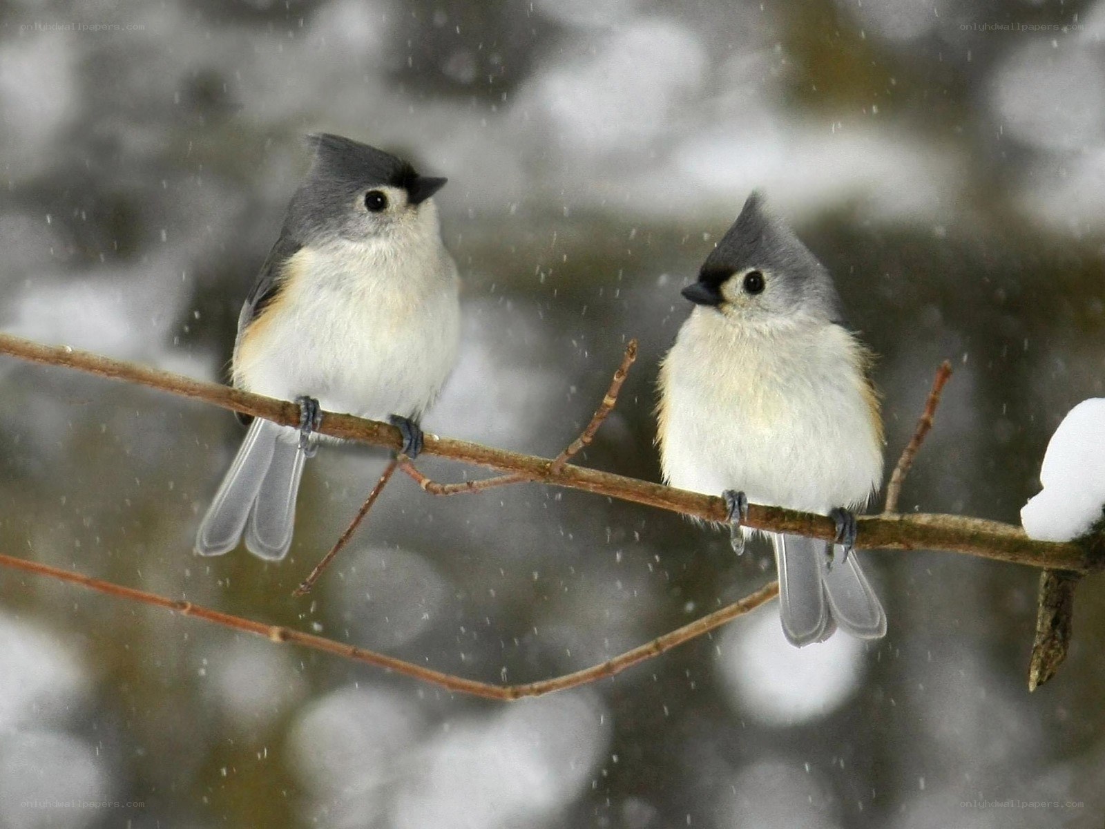 Two birds on a snowy branch