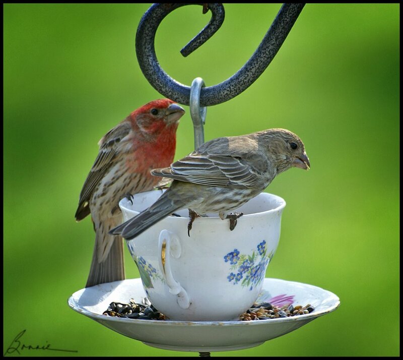 Two Birds on a Teacup