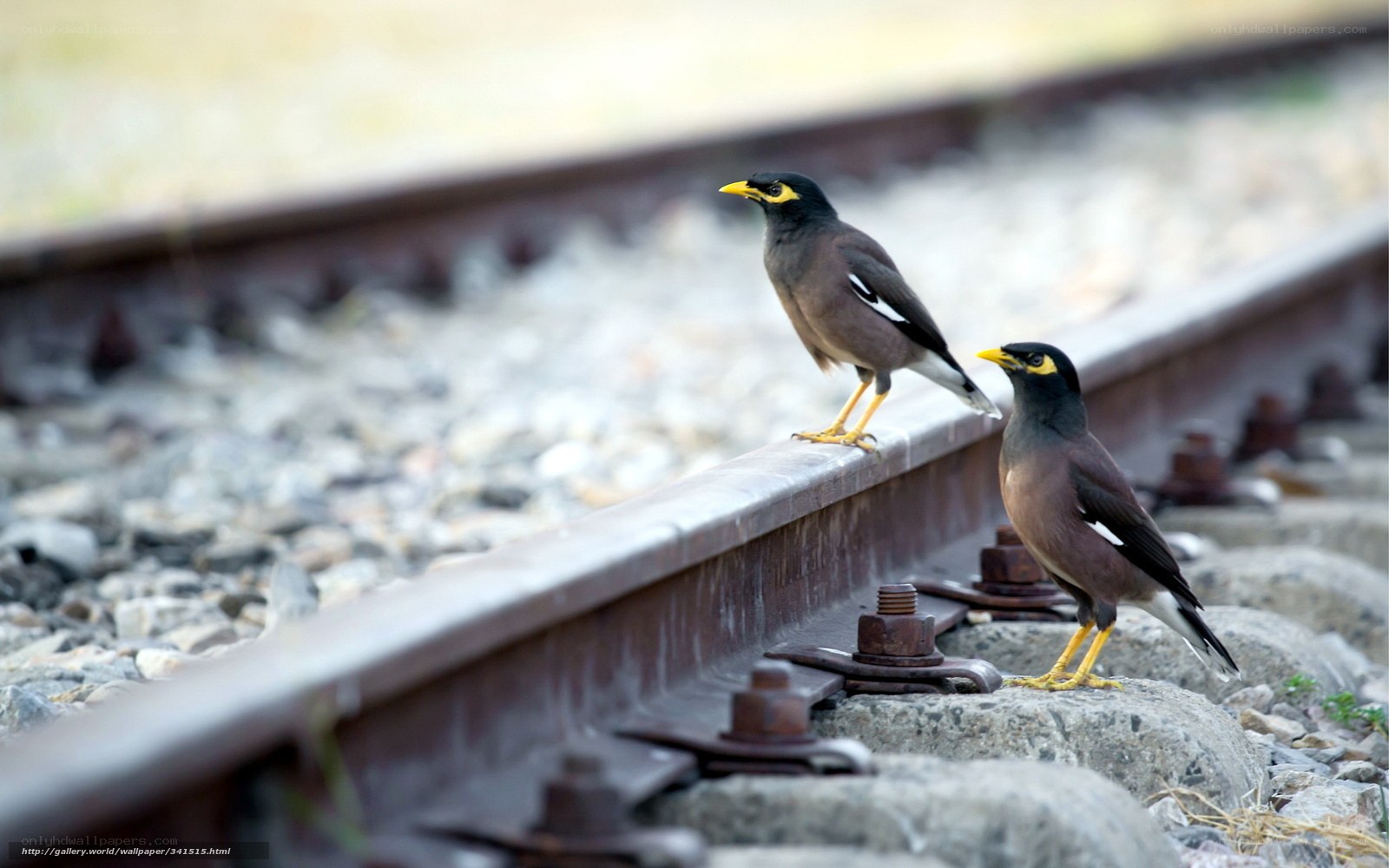 Two birds on a train track
