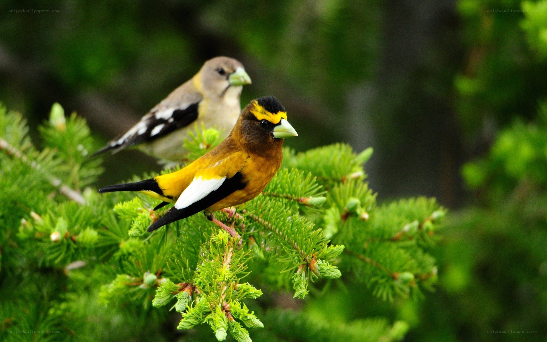 Two birds on a tree branch