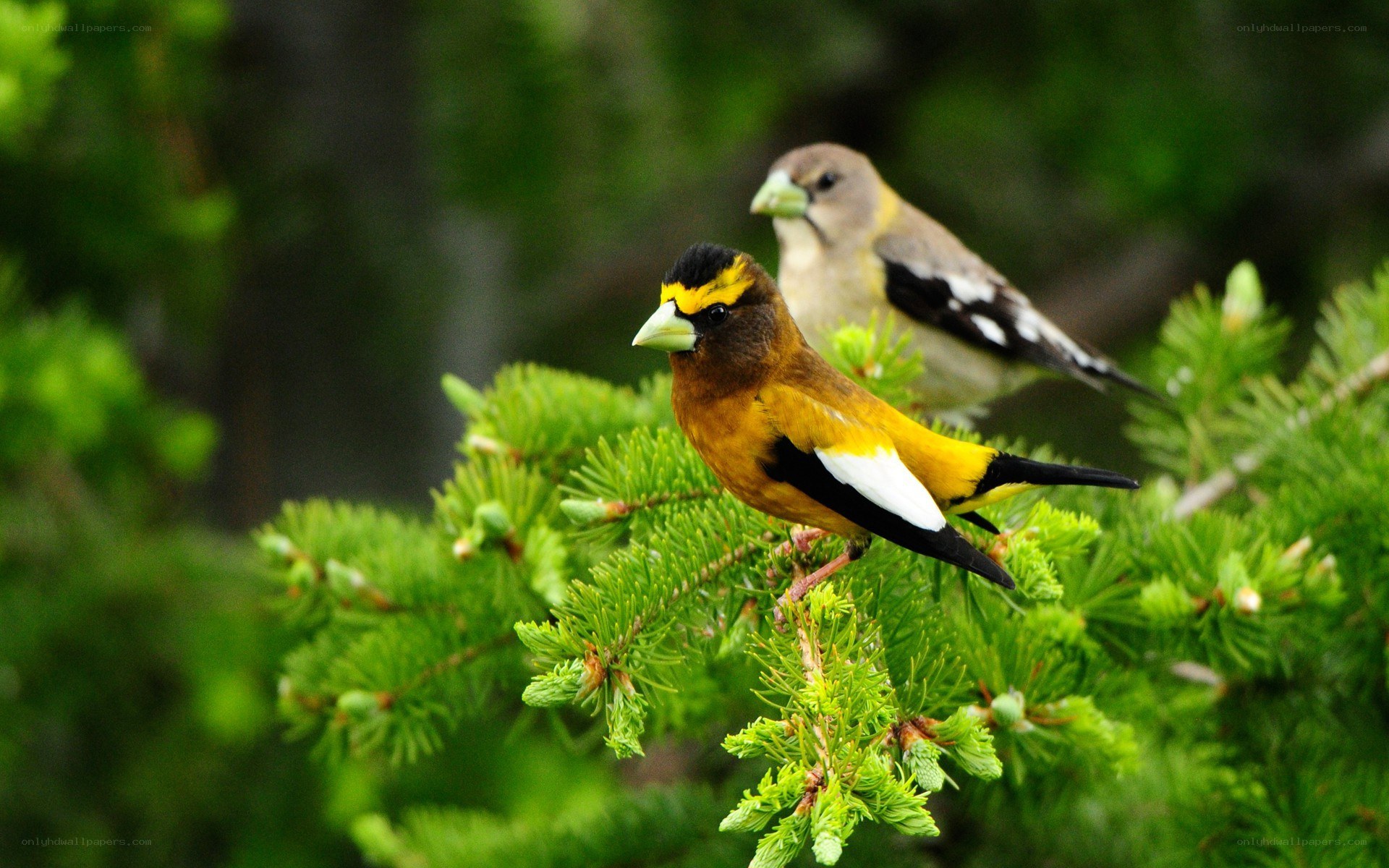 Two birds on a tree branch