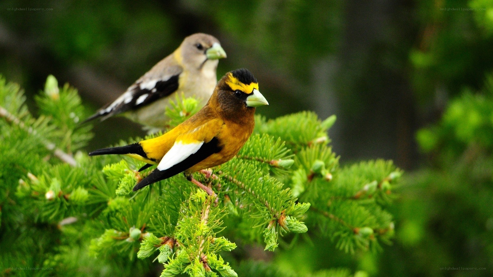 Two birds on a tree branch