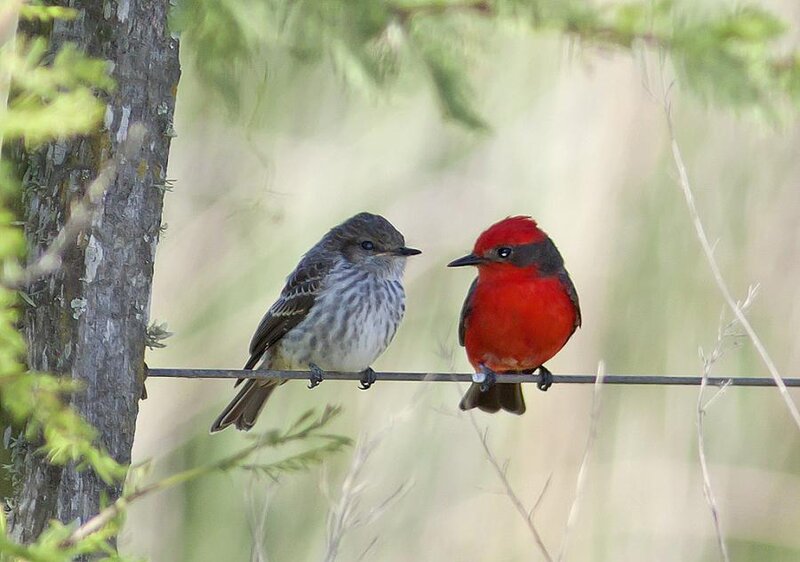 Two Birds on a Wire — Red