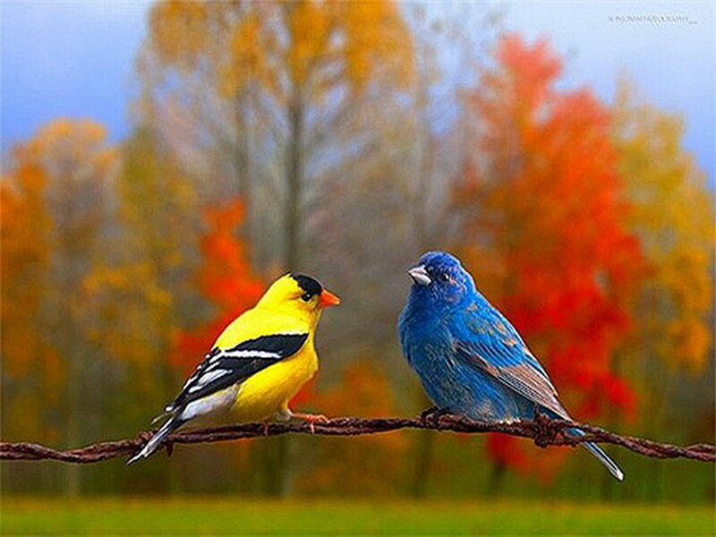 Two Birds on a Wire — Yellow, Serene