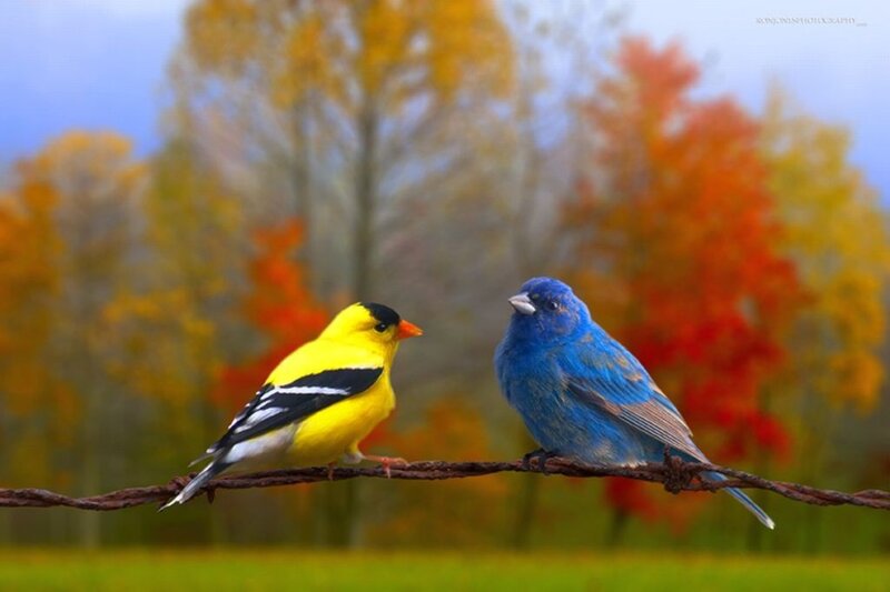 Two Birds on a Wire — Yellow