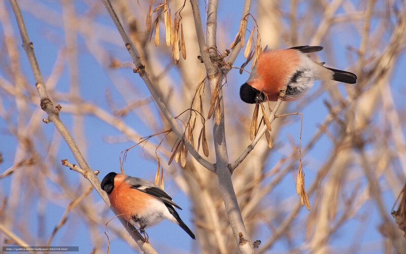 Two birds on bare branches