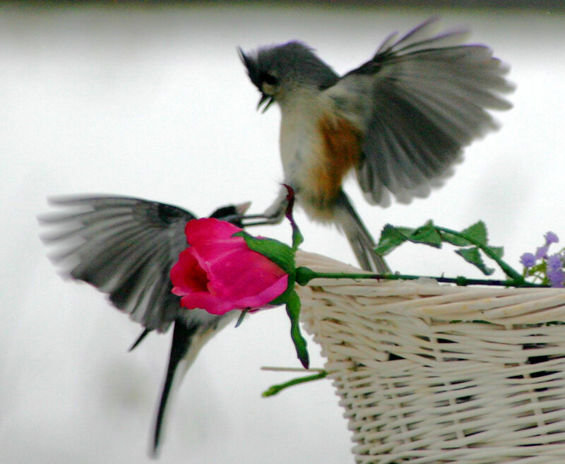 Two Birds on Basket