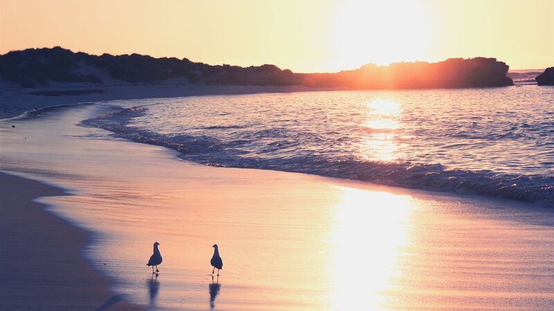 Two Birds on Beach — Orange, Serene