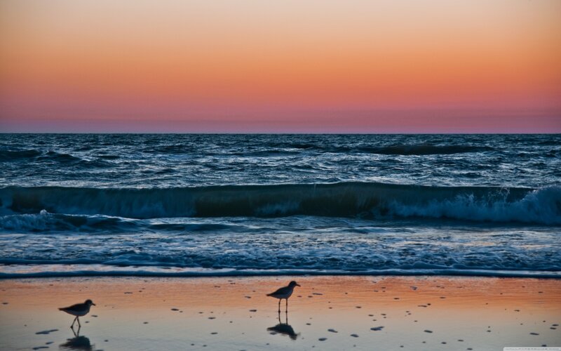 Two Birds on Beach — Orange
