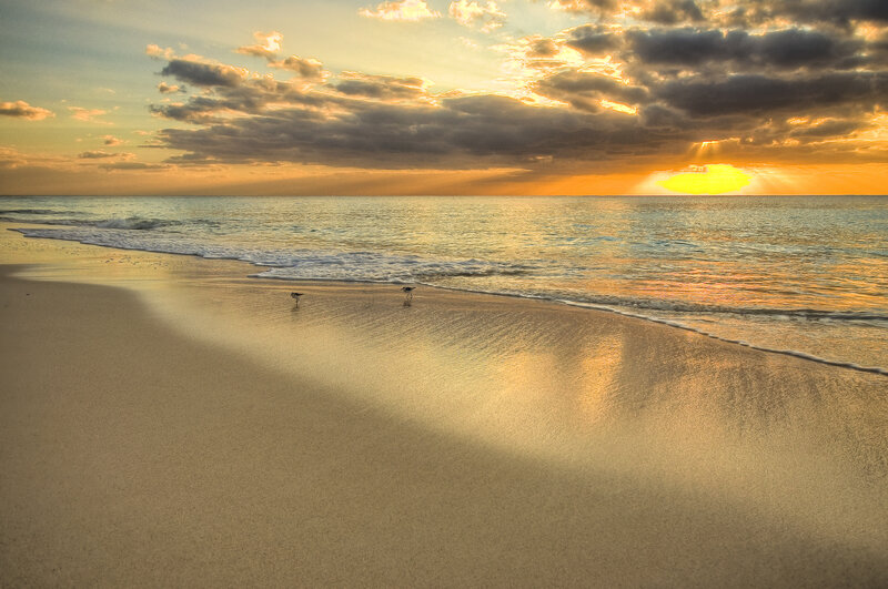 Two Birds on Beach