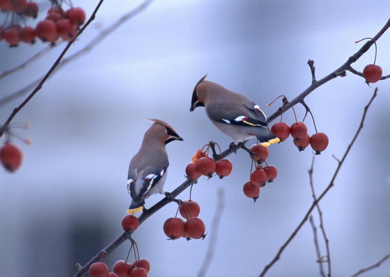 Two Birds on Berries — Gray