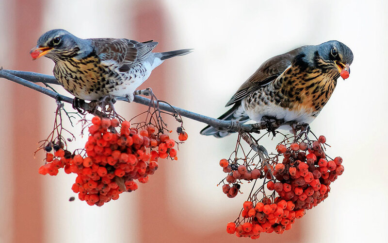 Two Birds on Berries