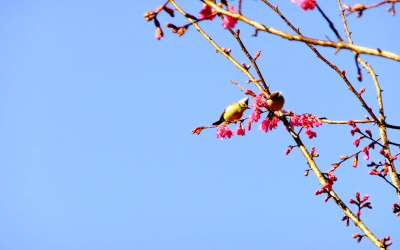 Two Birds on Blossoms — Blue, Serene