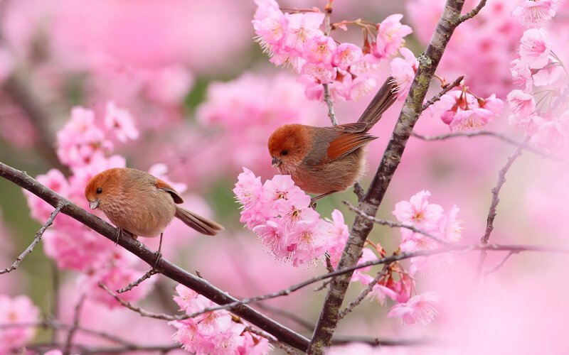Two Birds on Blossoms — Pink, Serene, Spring, Photograph