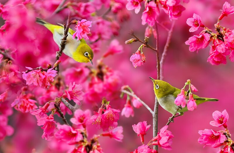 Two Birds on Blossoms — Pink, Serene, Spring