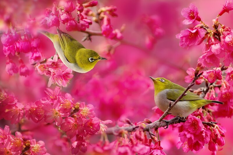 Two Birds on Blossoms — Pink, Serene
