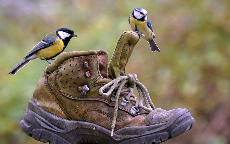 Two Birds on Boot — Green