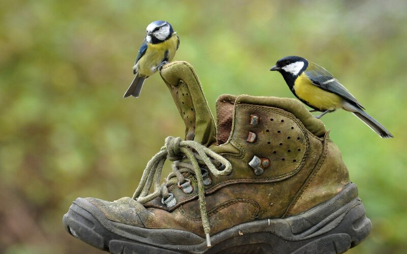 Two Birds on Boot